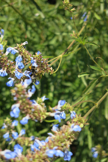 Salvia Uliginosa