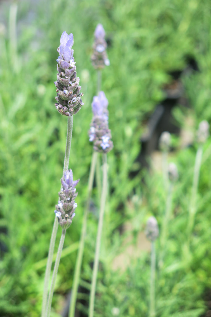 Lavanda Francesa