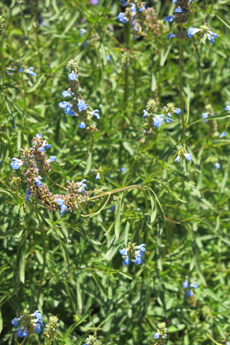Salvia Uliginosa