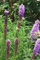 Liatris