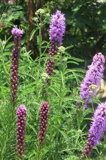 Liatris