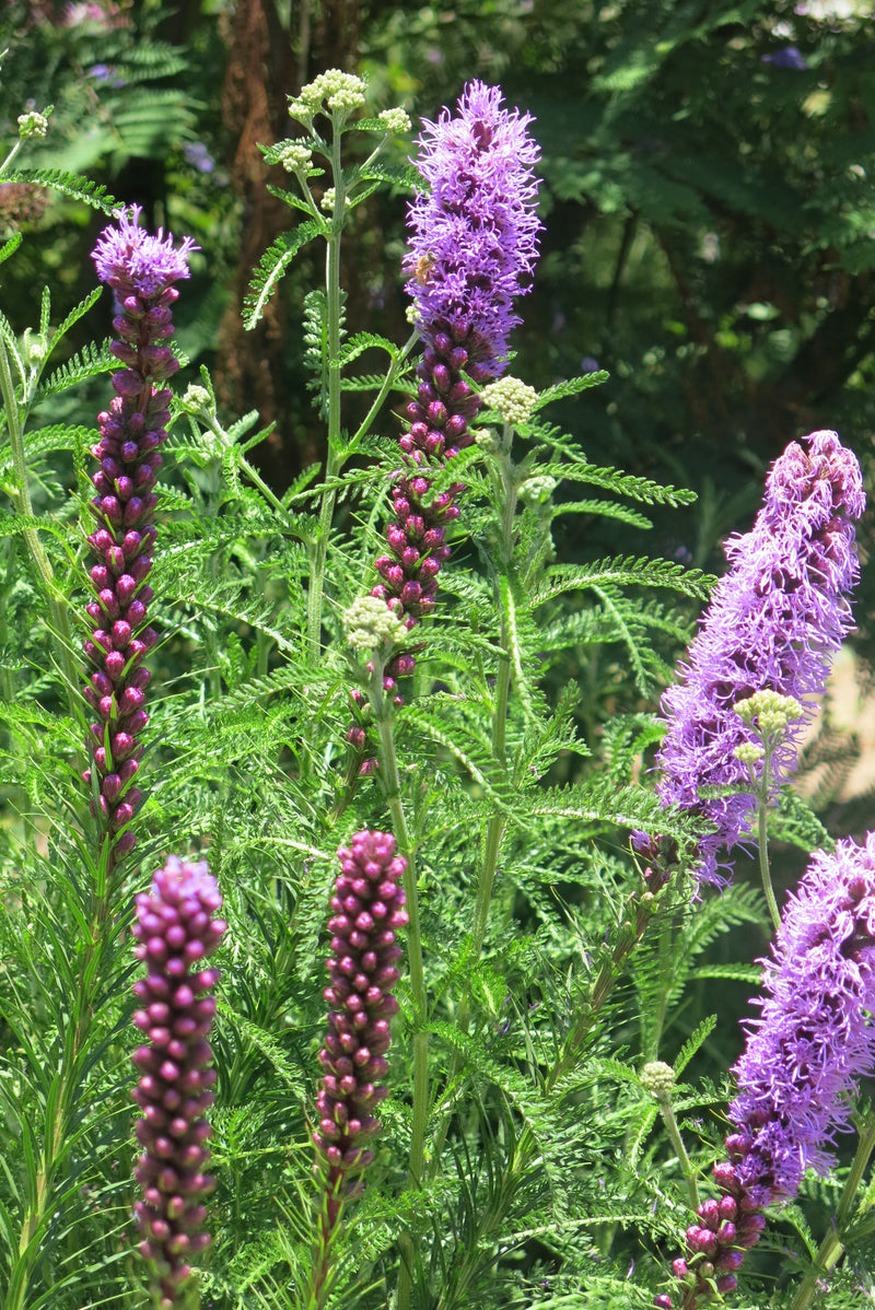 Liatris