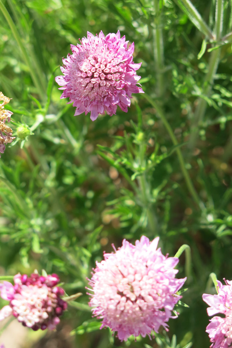 Scabiosa Rosada