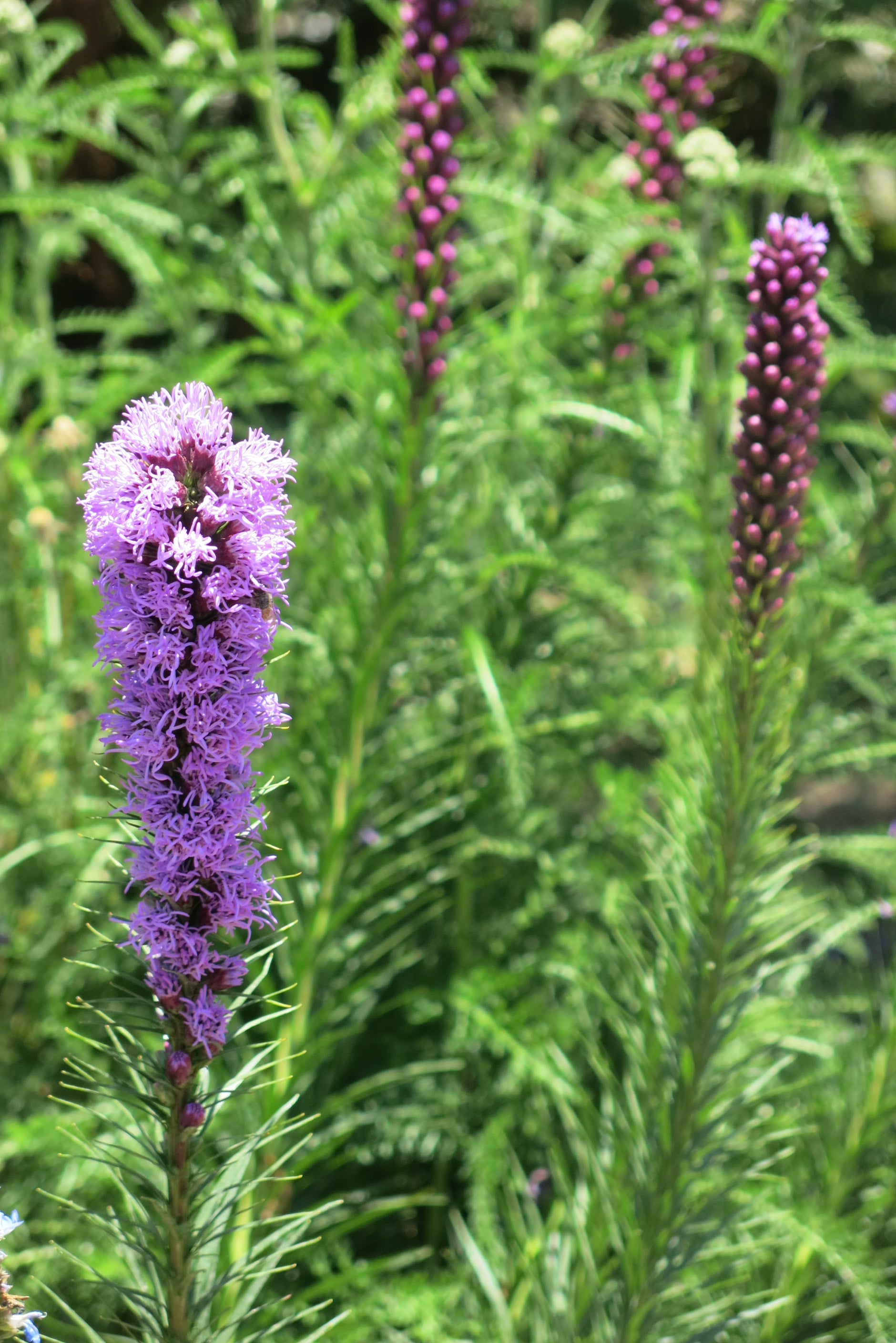Liatris