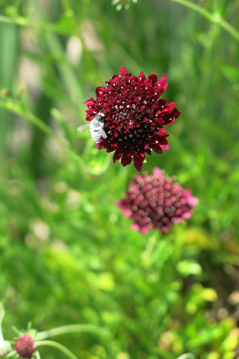 Scabiosa Atropurpurea