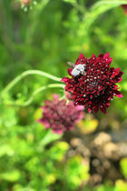 Scabiosa Atropurpurea