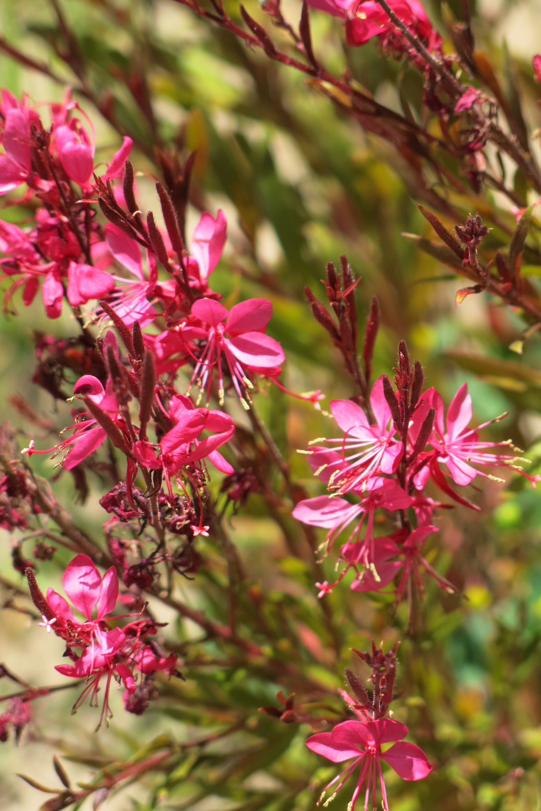 Gaura Fucsia