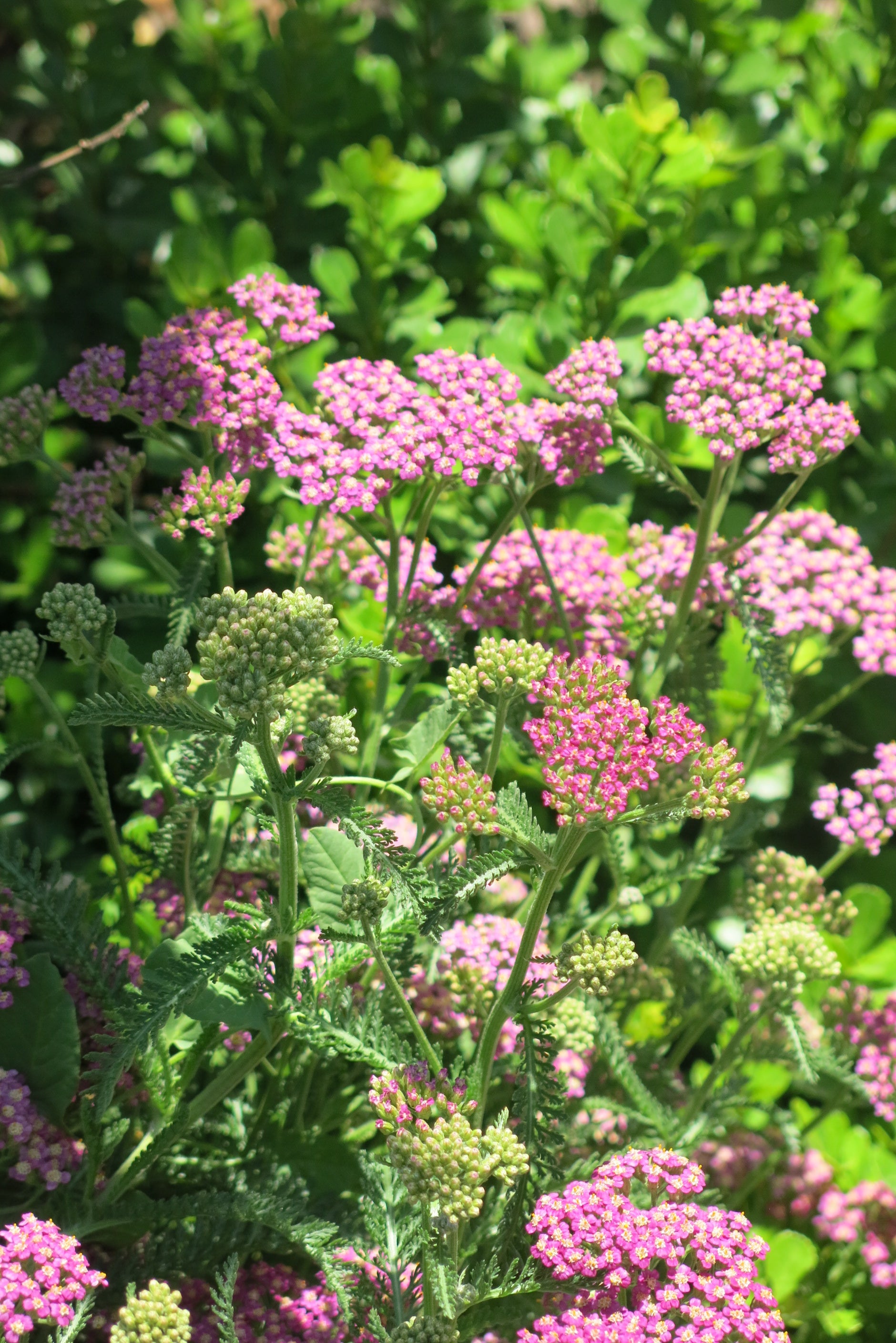 Achillea Millefolium Cerise Queen