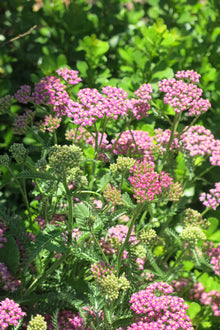 Achillea Millefolium Cerise Queen
