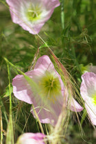 Oenothera Speciosa
