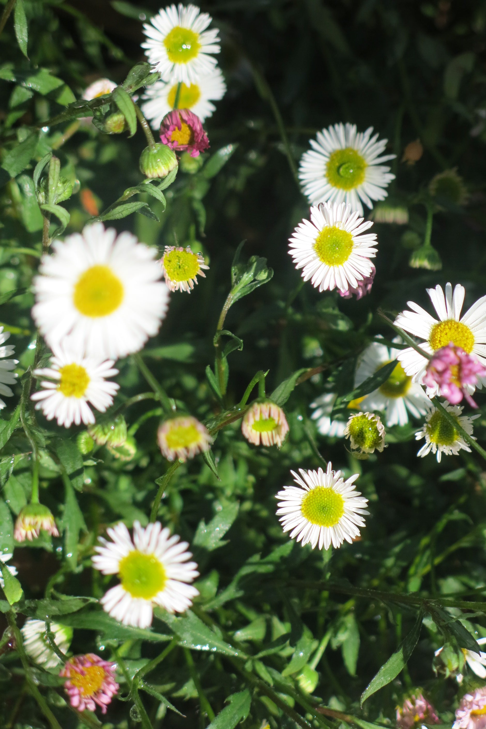 Vitadinia - Erigeron Aurantiacus