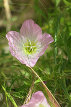 Oenothera Speciosa