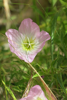 Oenothera Speciosa