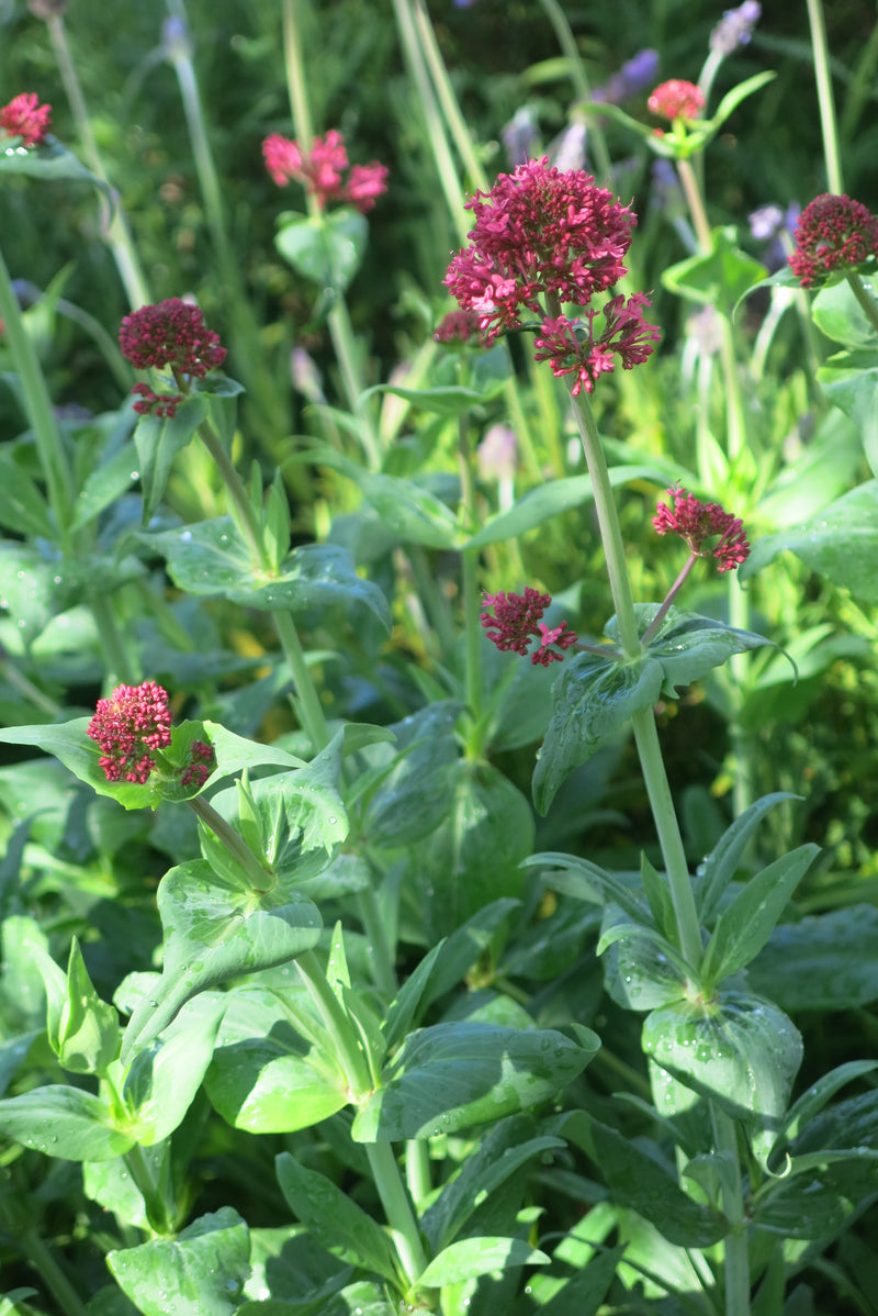 Valeriana - Centranthus Ruber Rosado