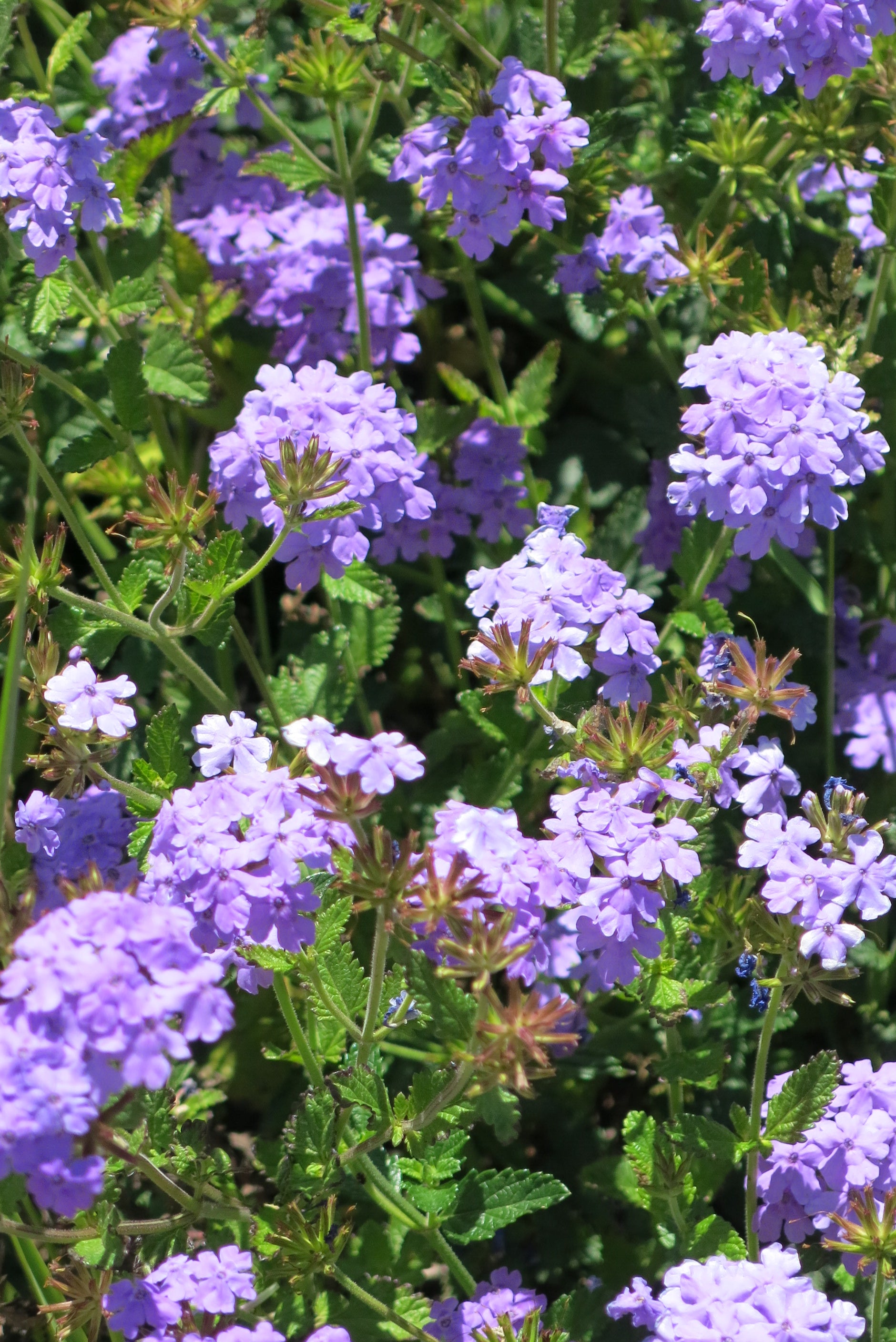 Verbena Rastrera