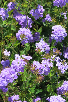 Verbena Rastrera