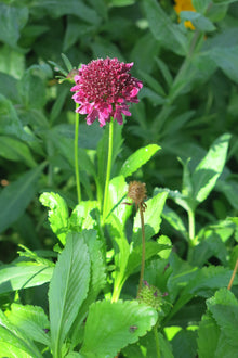 Scabiosa Atropurpurea