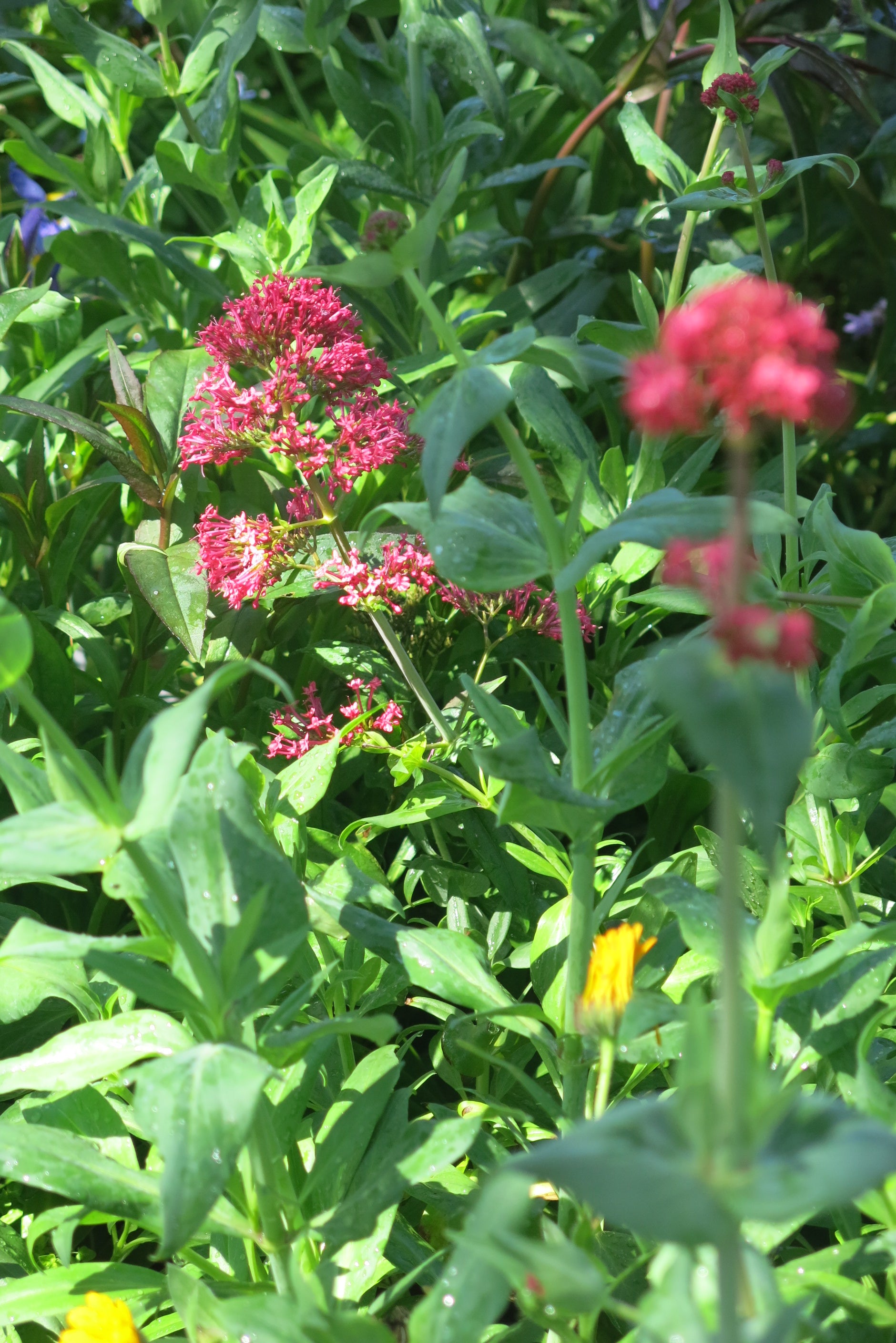 Valeriana - Centranthus Ruber Rosado