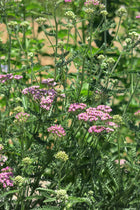 Achillea Millefolium Cerise Queen