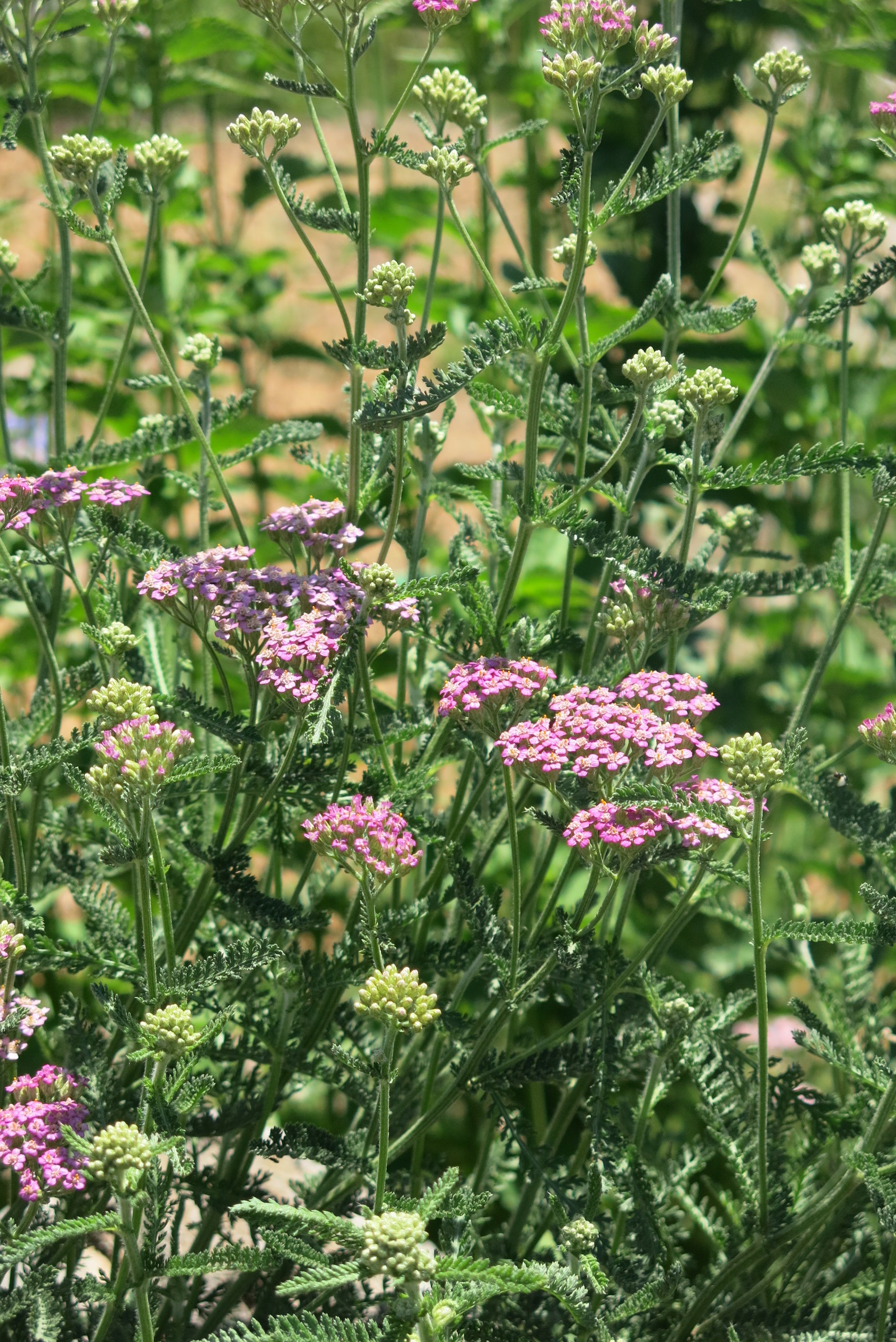 Achillea Millefolium Cerise Queen