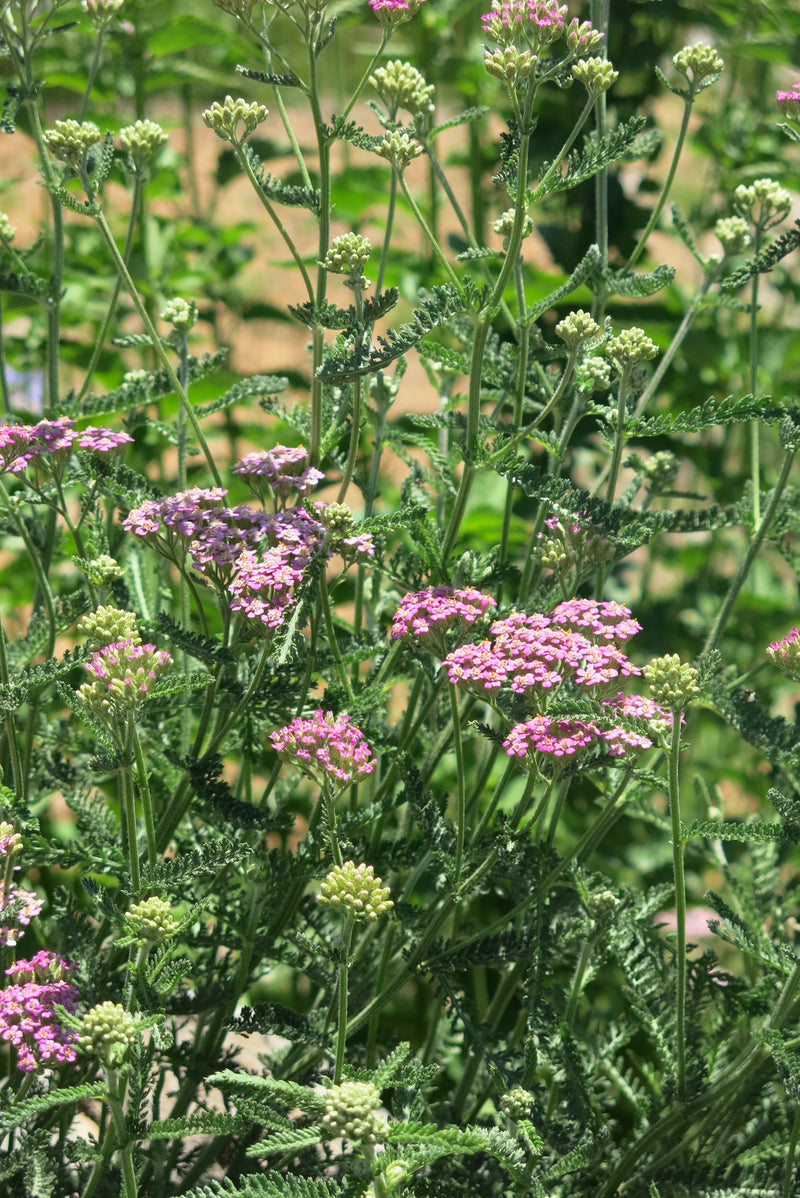 Achillea Millefolium Cerise Queen