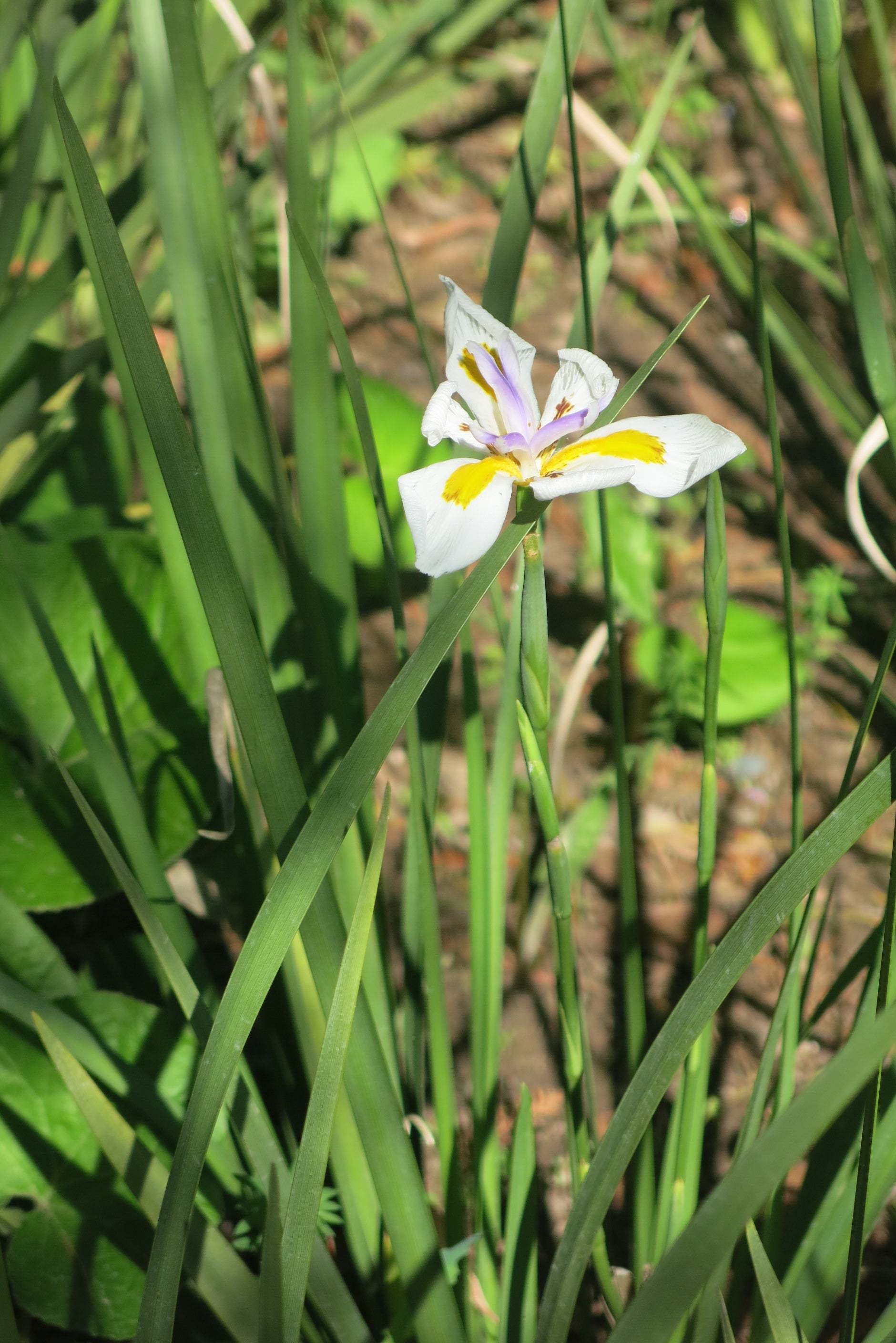 Dietes Grandiflora