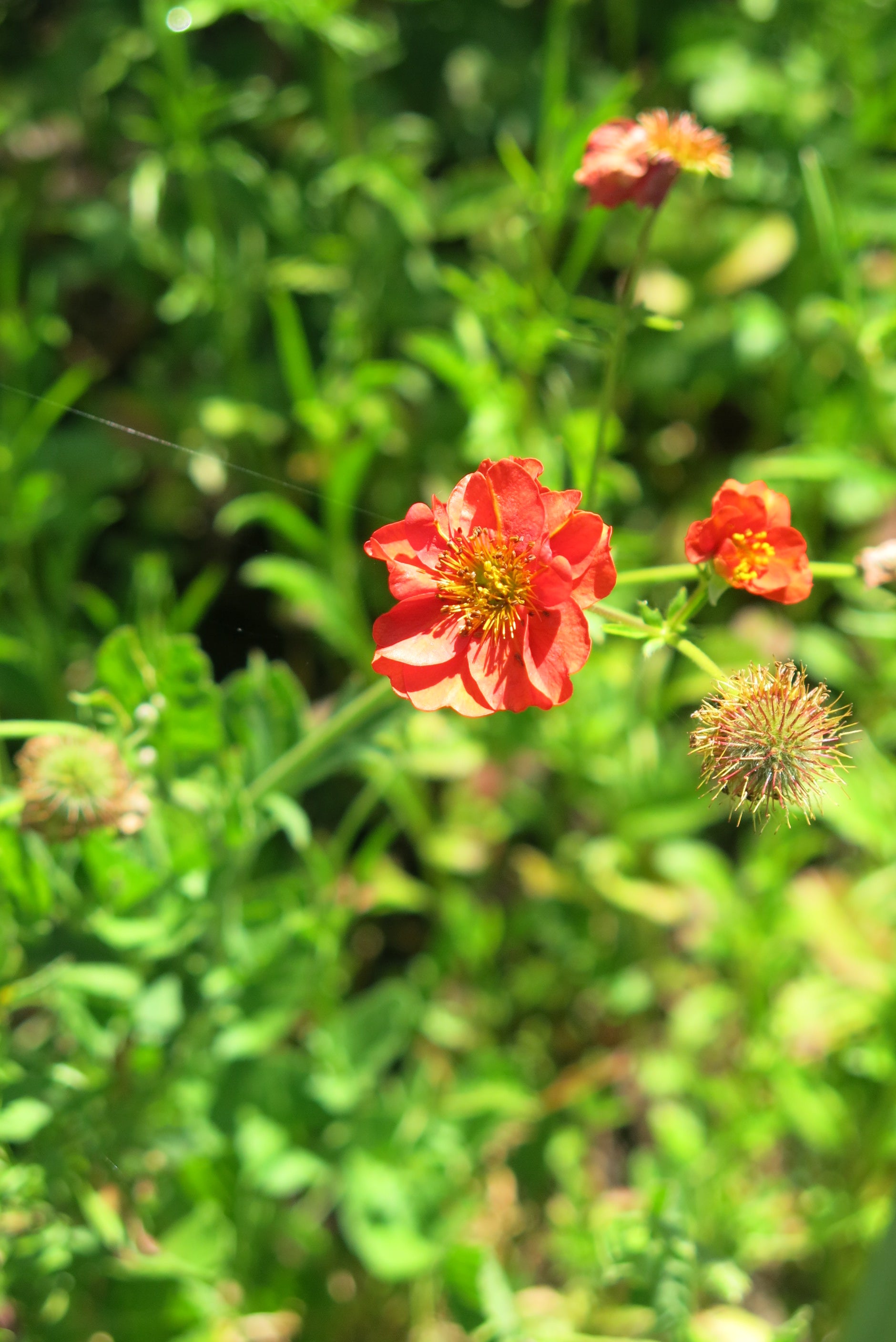 Geum Chiloense