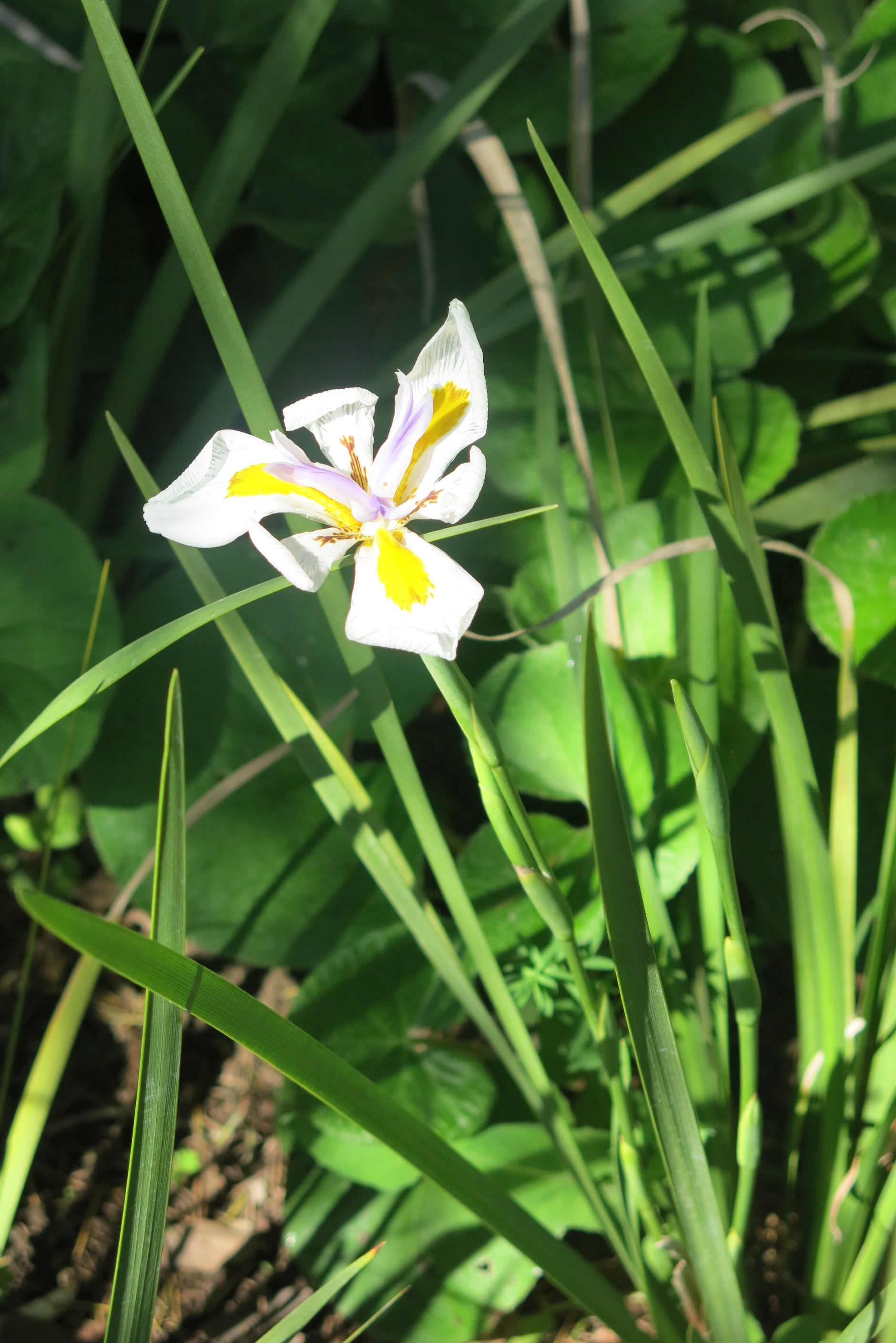 Dietes Grandiflora