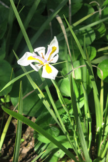 Dietes Grandiflora