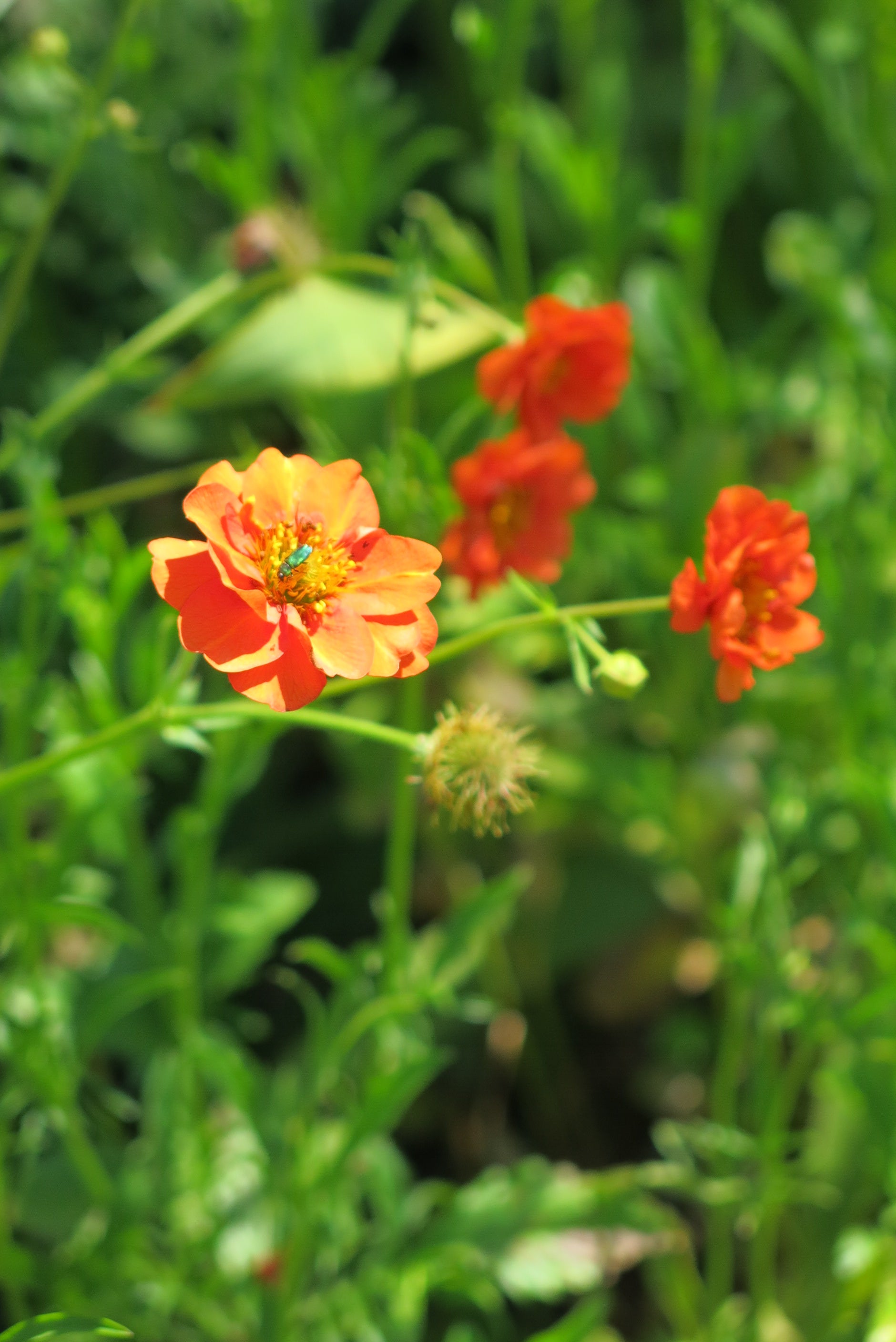 Geum Chiloense