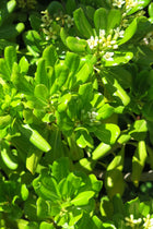 Pittosporum Tobia