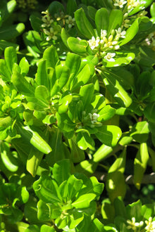 Pittosporum Tobia