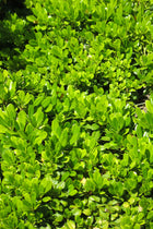 Pittosporum Tobira Nanum