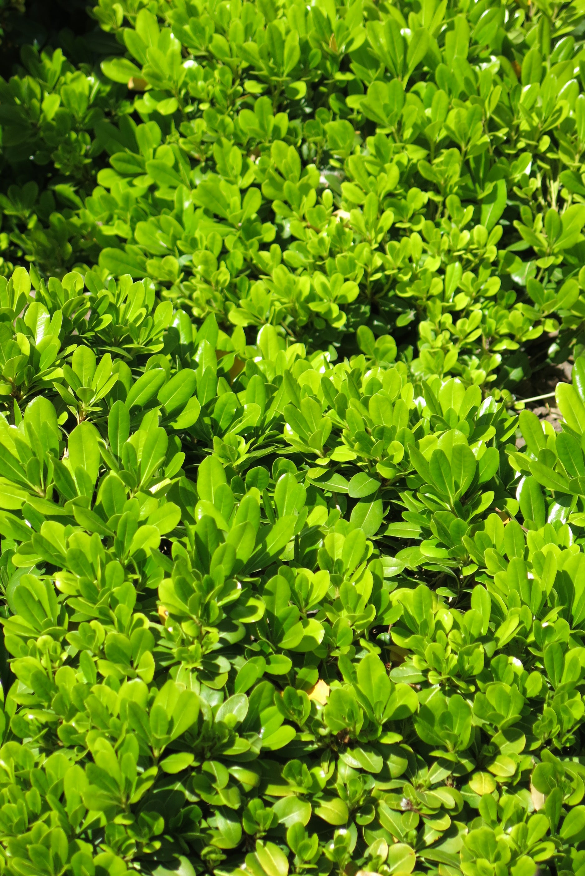 Pittosporum Tobira Nanum