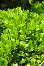 Pittosporum Tobira Nanum