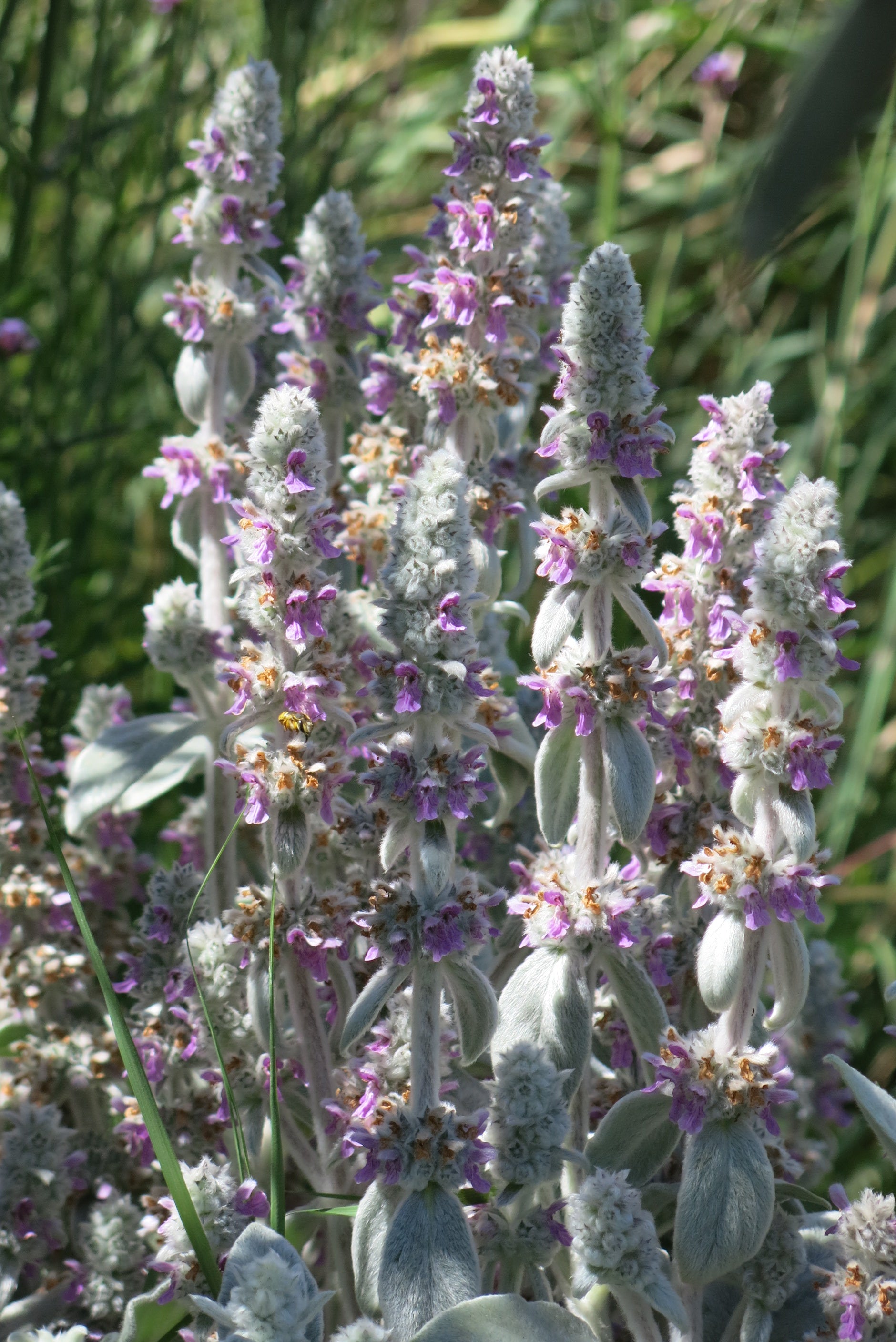 Stachys byzantina