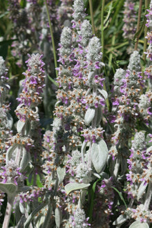 Stachys byzantina