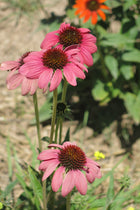 Echinacea Purpurea