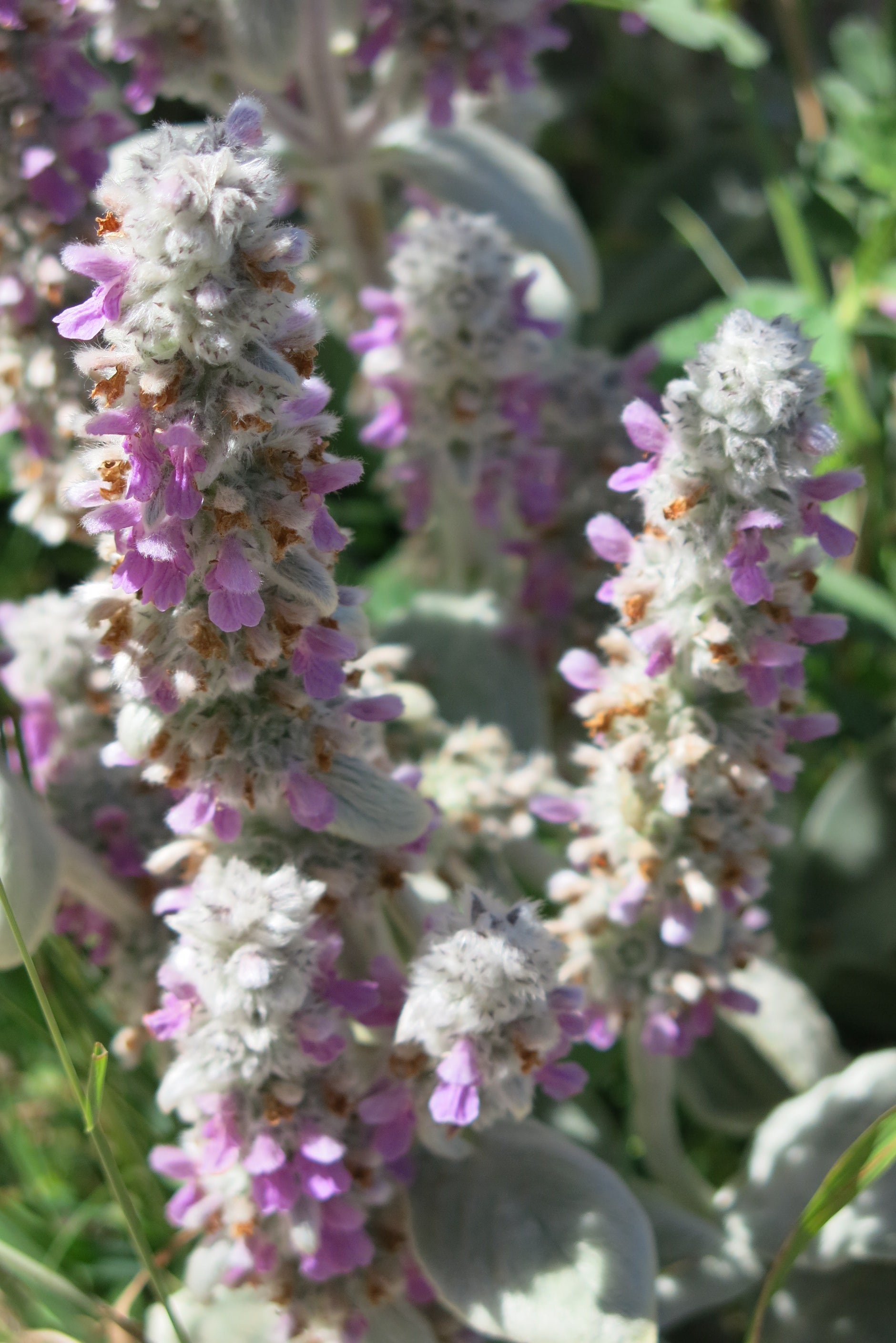 Stachys byzantina