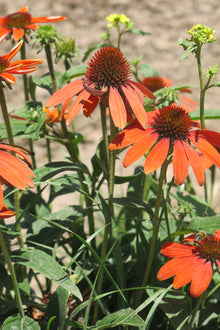 Echinacea Purpurea