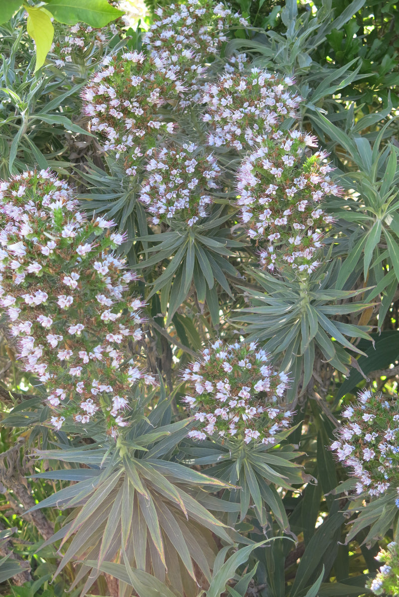 Echium