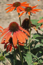 Echinacea Purpurea
