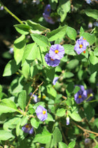 Solanum Rantonetti