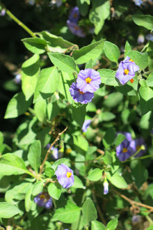Solanum Rantonetti