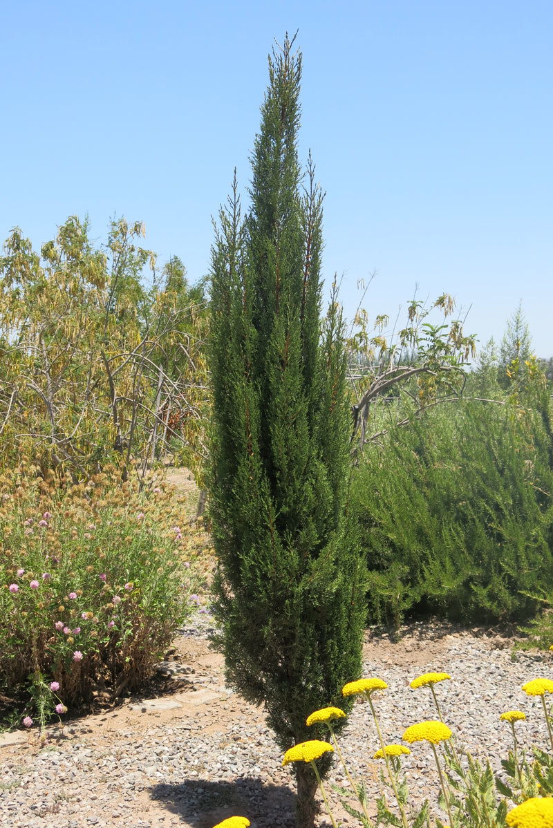 Ciprés Piramidal