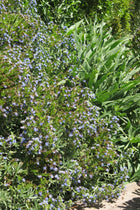 Echium