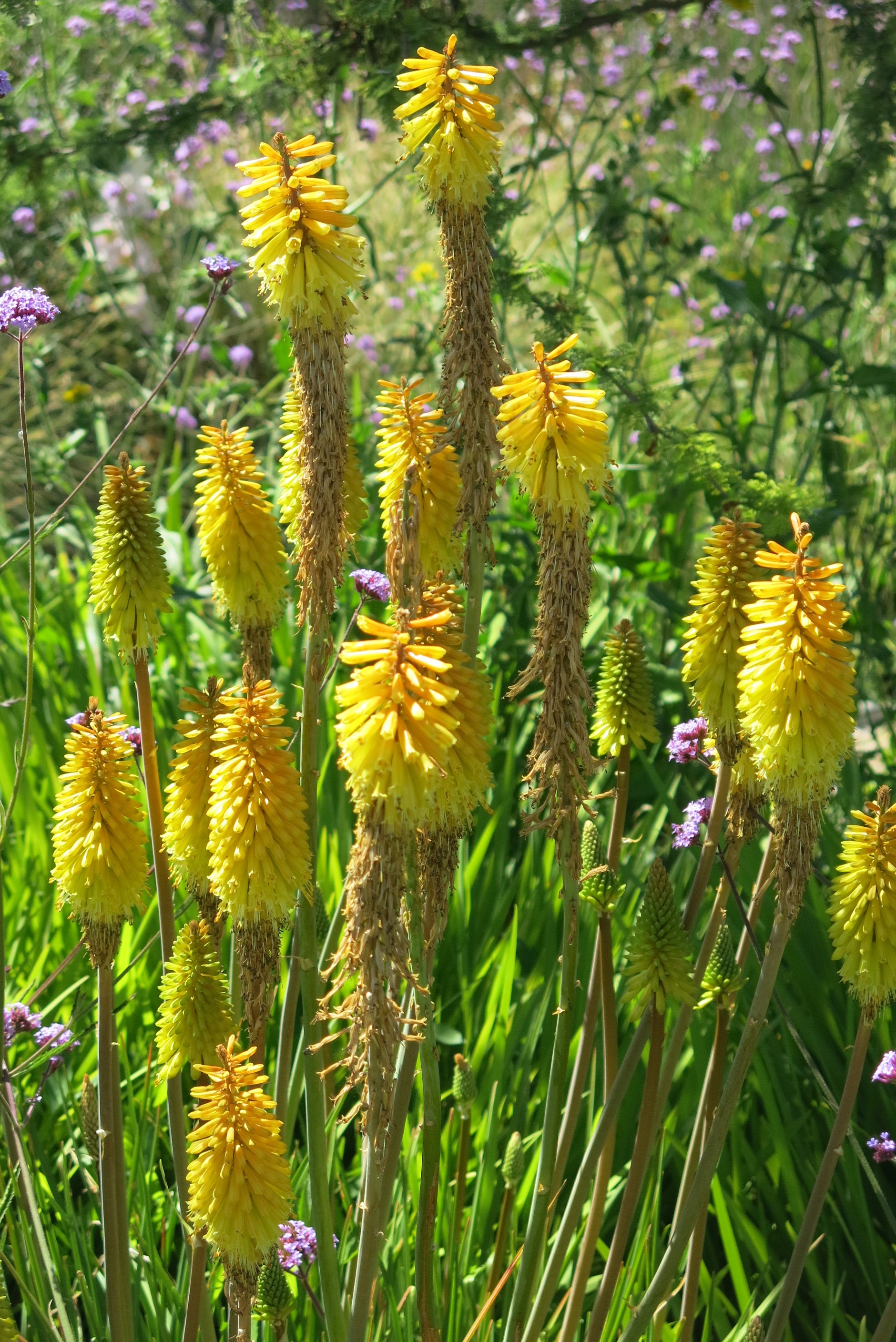 Tritomas (Kniphofia)