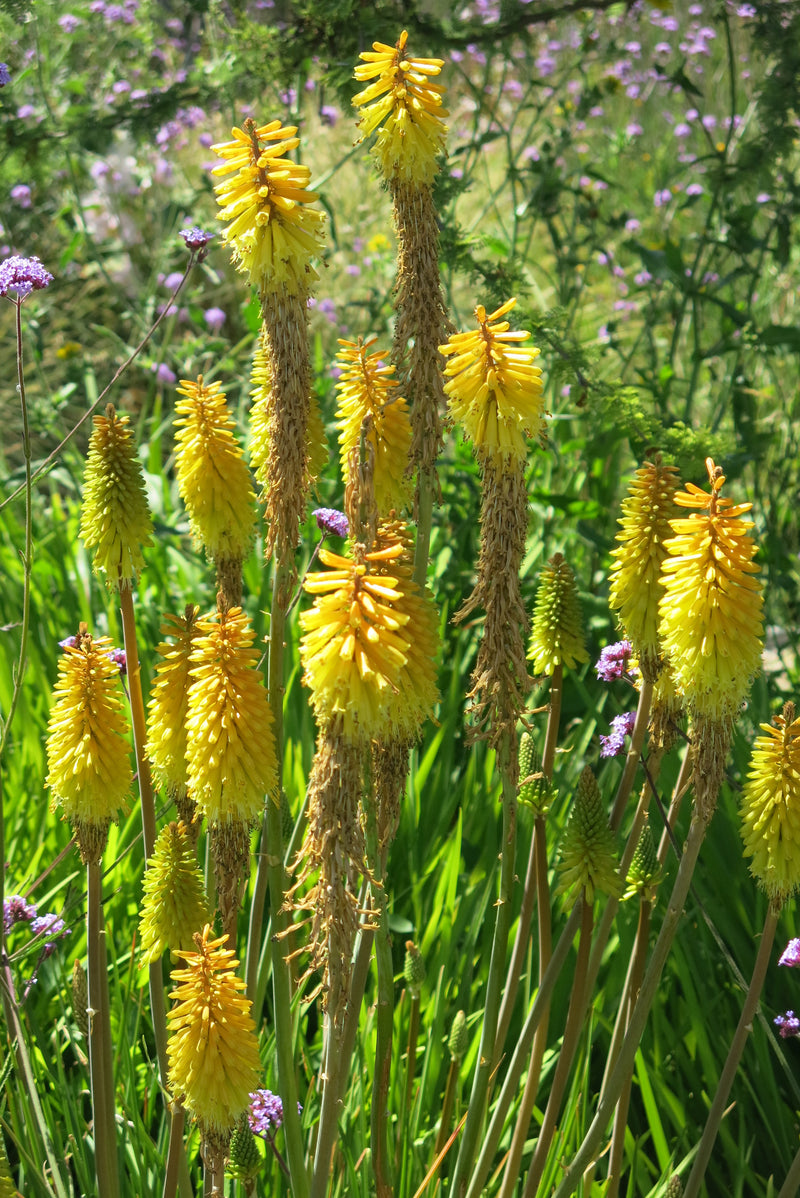 Tritomas (Kniphofia)