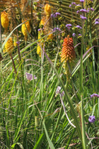Tritomas (Kniphofia)