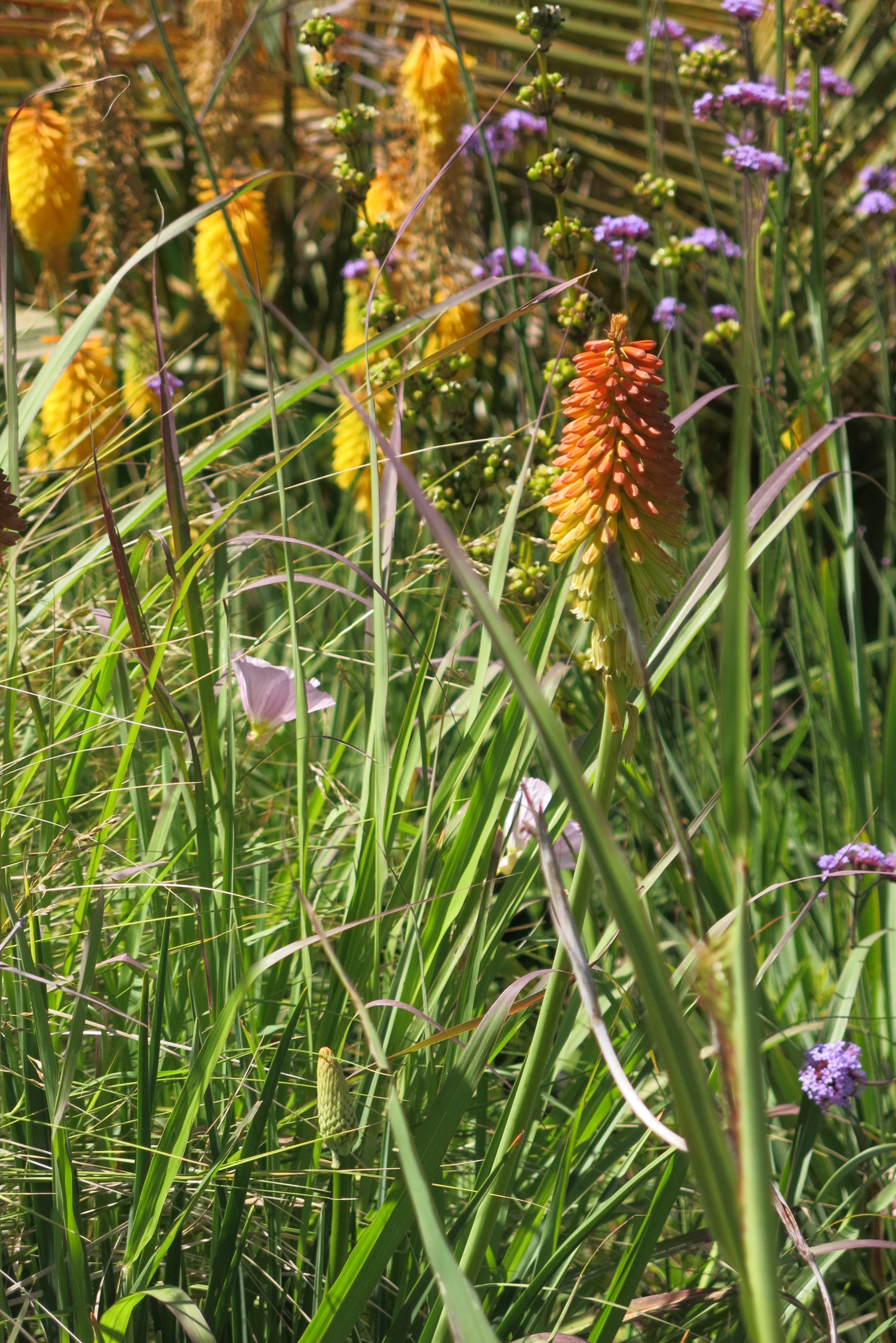 Tritomas (Kniphofia)